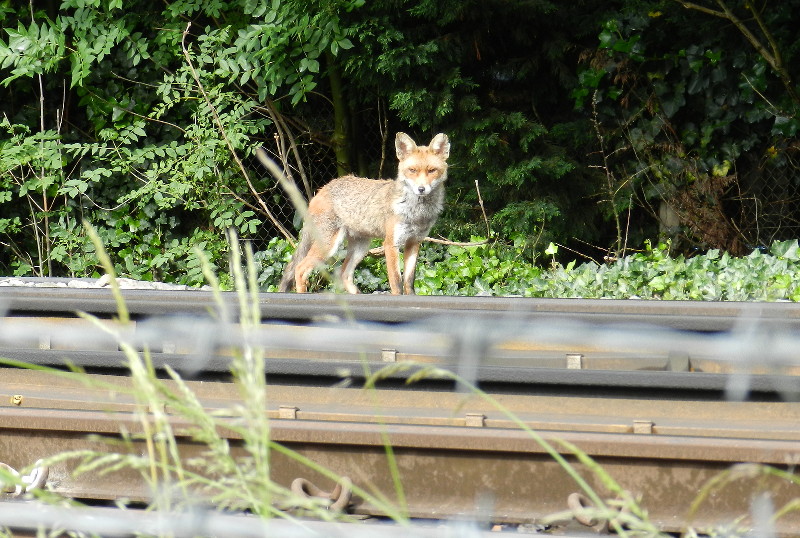 Fox across the railway
                      lines