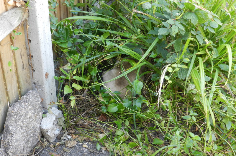 cat in the bush