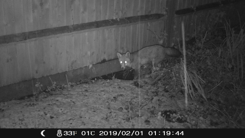 fox on the Campark
                          trail camera