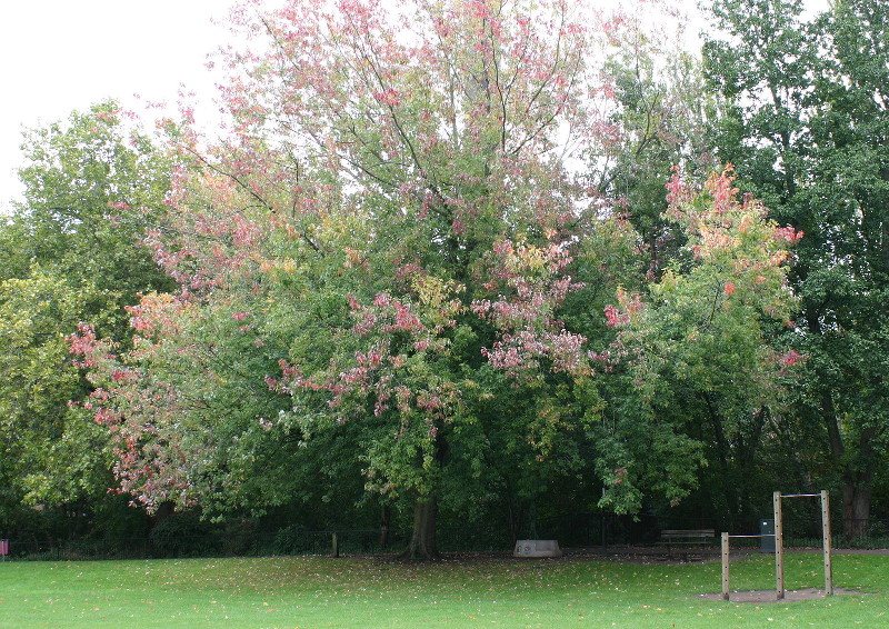 developing autumn colours