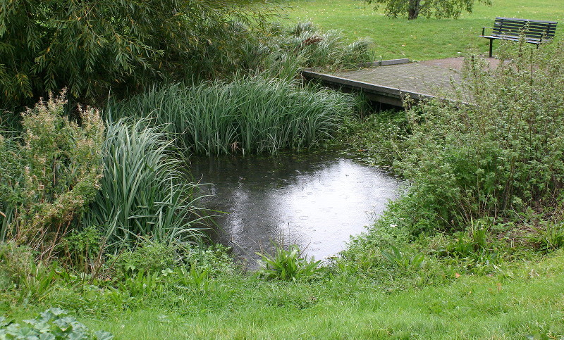 backwater pond and ripples from
                          raindrops