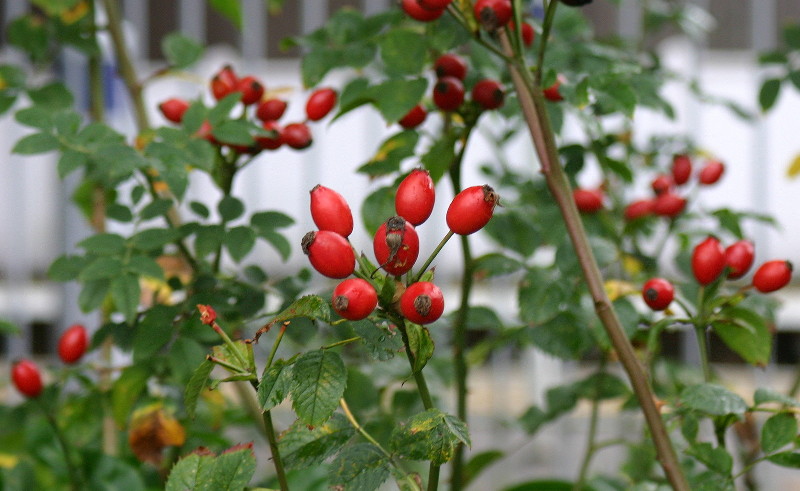 rose hips