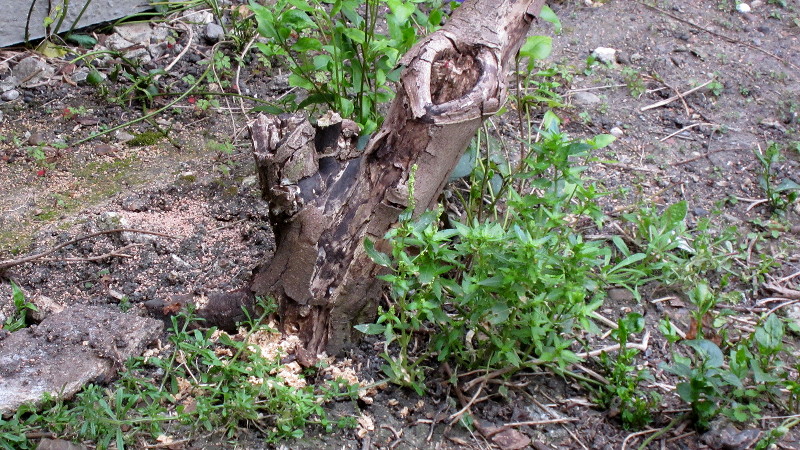 small tree stump