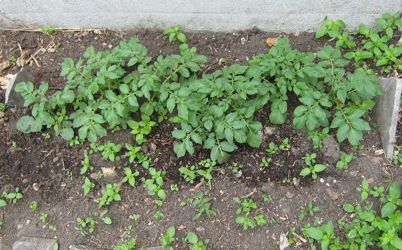 potato plants
                            doing well