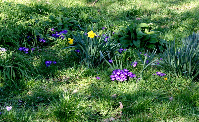 more spring flowers