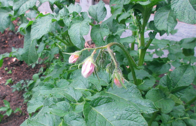 potato flower -
                            not quite open yet