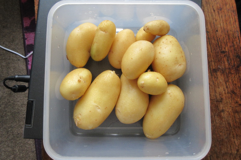 new home grown
                        potatoes