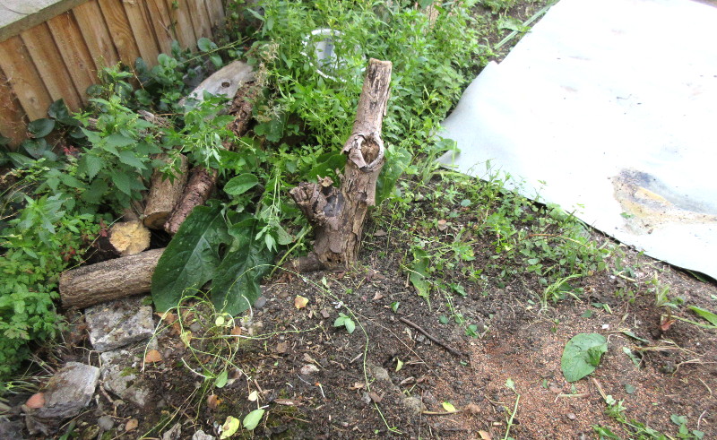 stump for removal