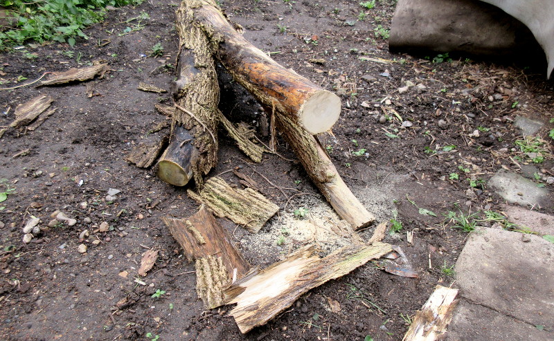 fresh wood after
                        cutting a log off