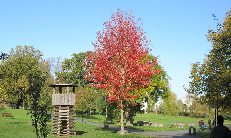 tree with autumn
                        colours