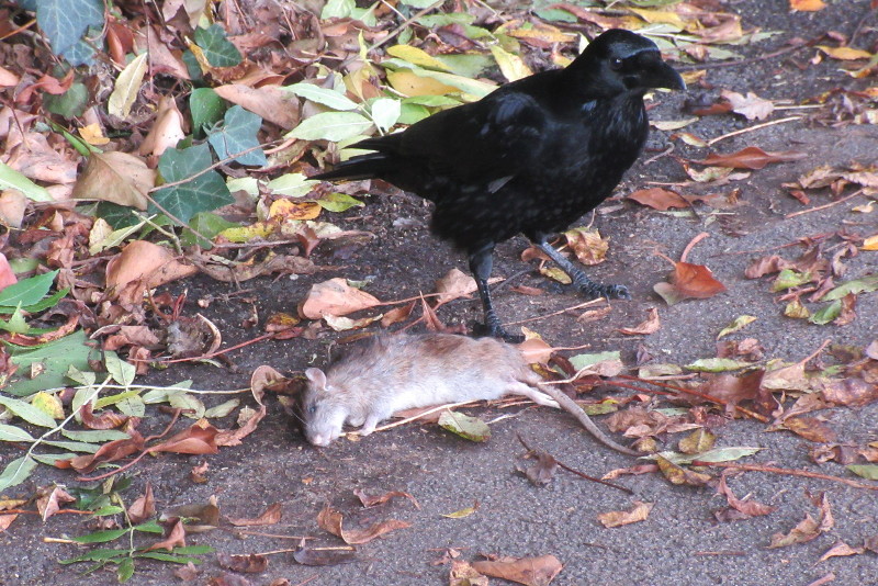 crow with his dinner