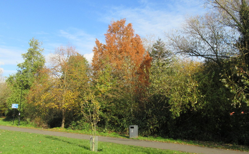 another tree with
                        copper coloured autumn leaves