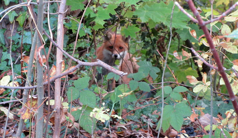 Fox in the shrubs