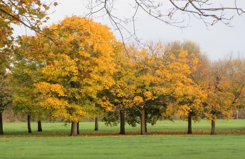 golden trees in
                        Beckenham Place Park