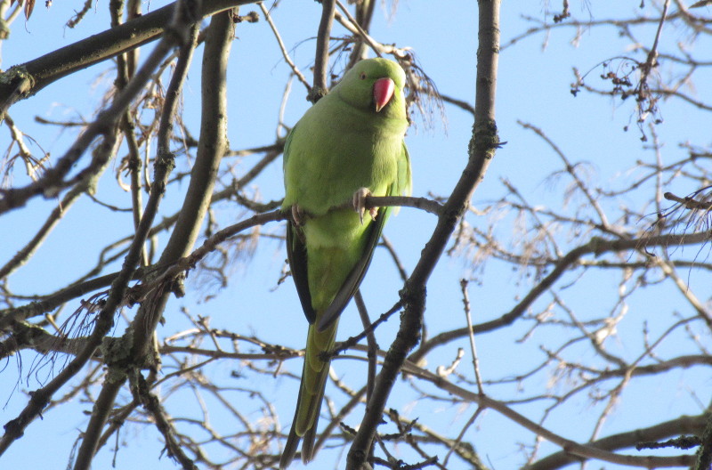 another ring necked
                      parakeet