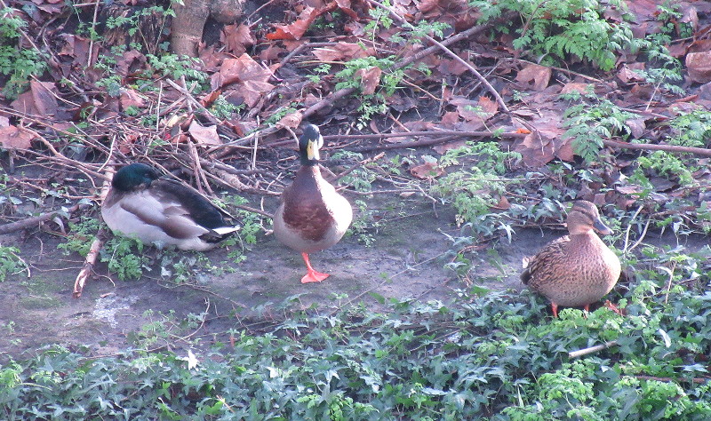 a trio of ducks