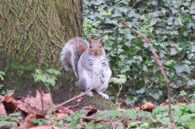 fat squirrel