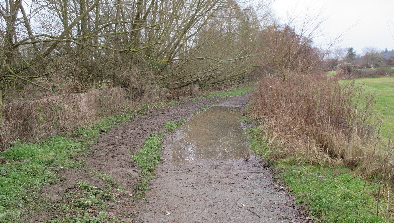 a pond in the middle of
                      the path