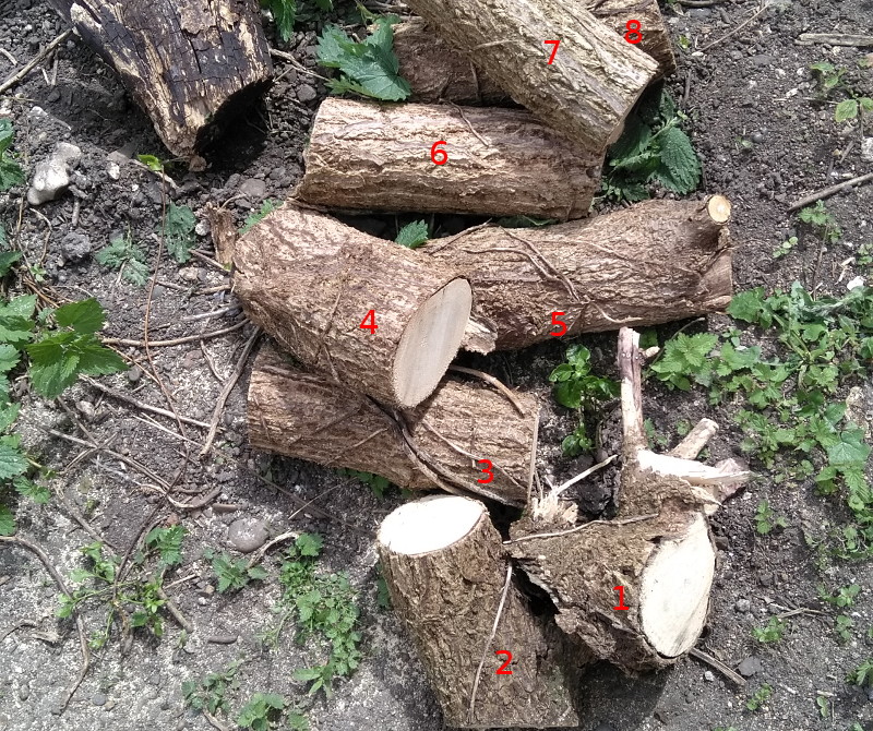 growing pile of small
                      logs
