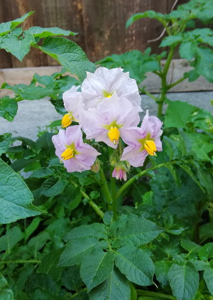 potato plant flower