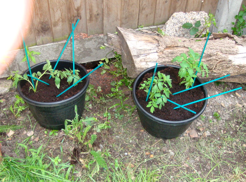 transplanted
                              tomato plants