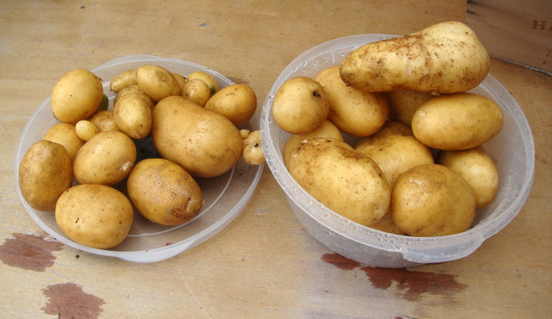 potato crop