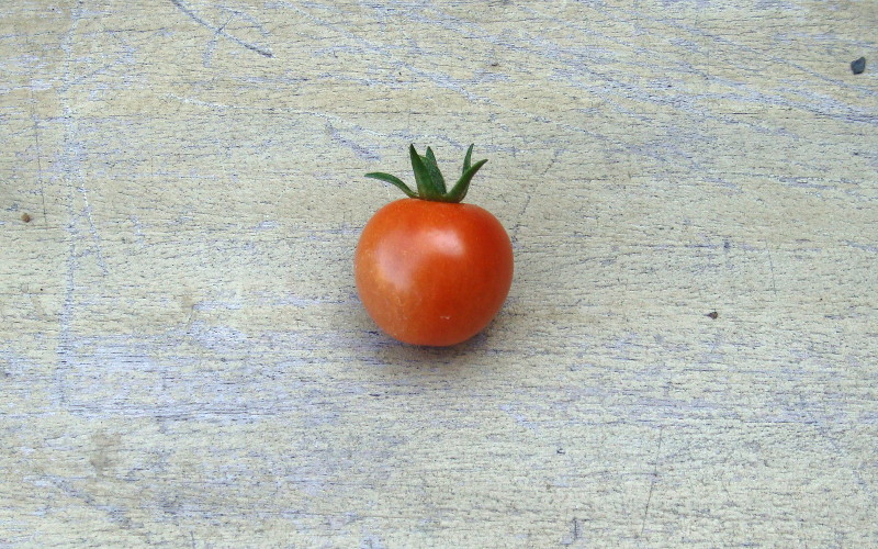 my first ripe
                              tomato