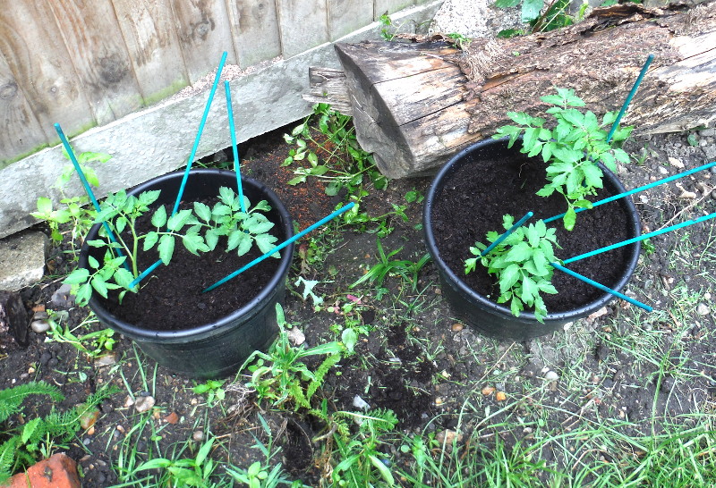 tomato plants