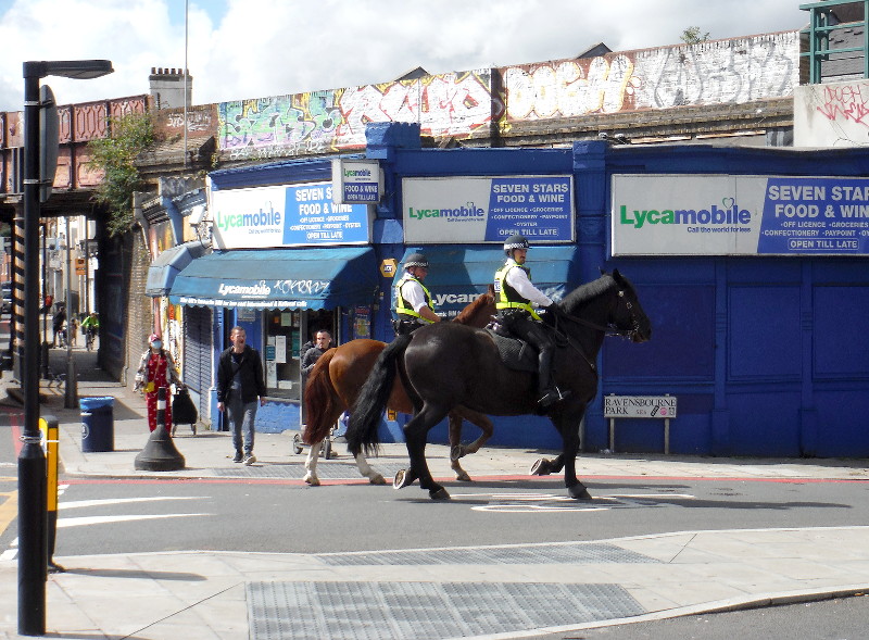 Police horses in
                              Catford