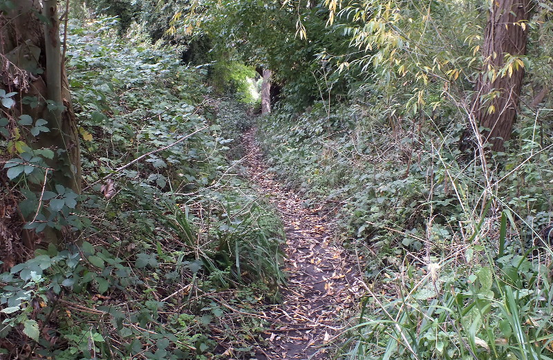 river path
                              becoming clearer in the Autum die back