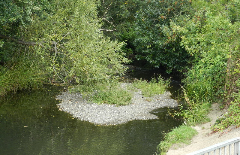 new island
                              growing in the river