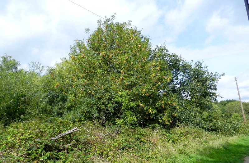 the colours of
                              autumn are slowly appearing