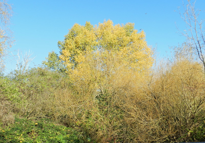 glowing in the
                              autumn sun