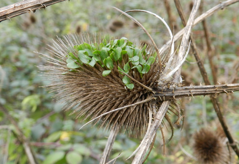 teasel with green shoots