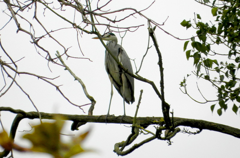heron up a tree
