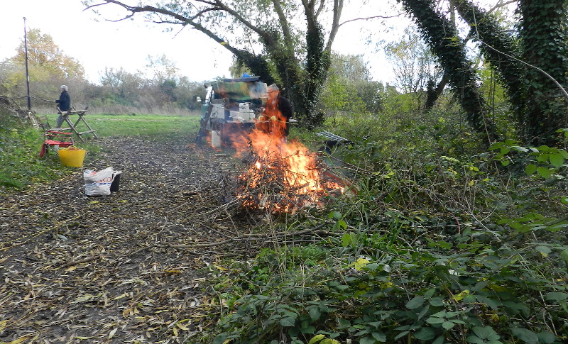 burning tree
                              debris