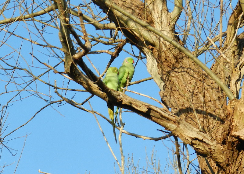 Ring necked
                                  parakeets