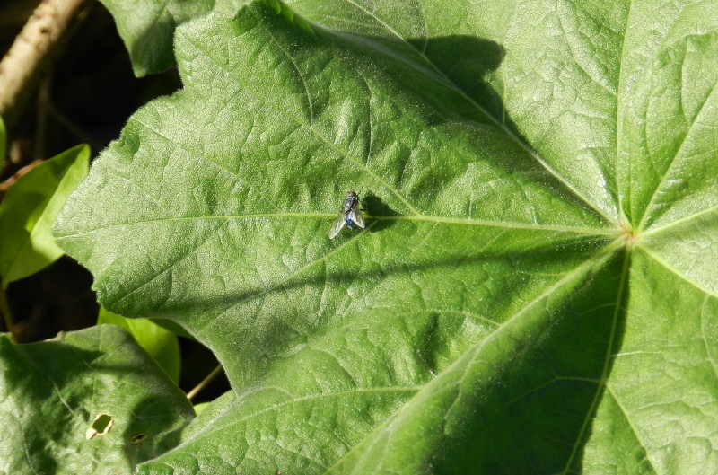 fly on a big
                                  leaf