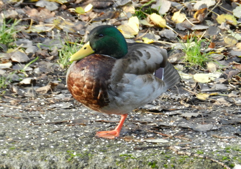 one legged,
                                  no arse duck
