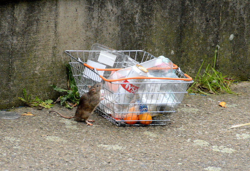 Ratty the
                                  river rat