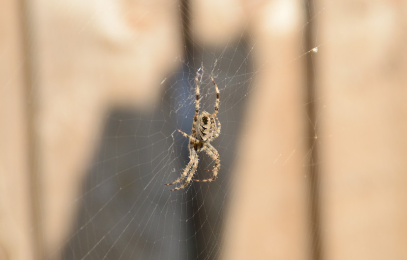spiky legged
                              spider