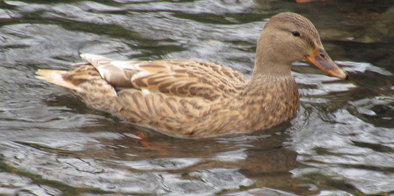 pale hen duck