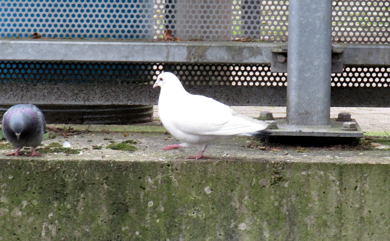 White pigeon or dove
                          ?