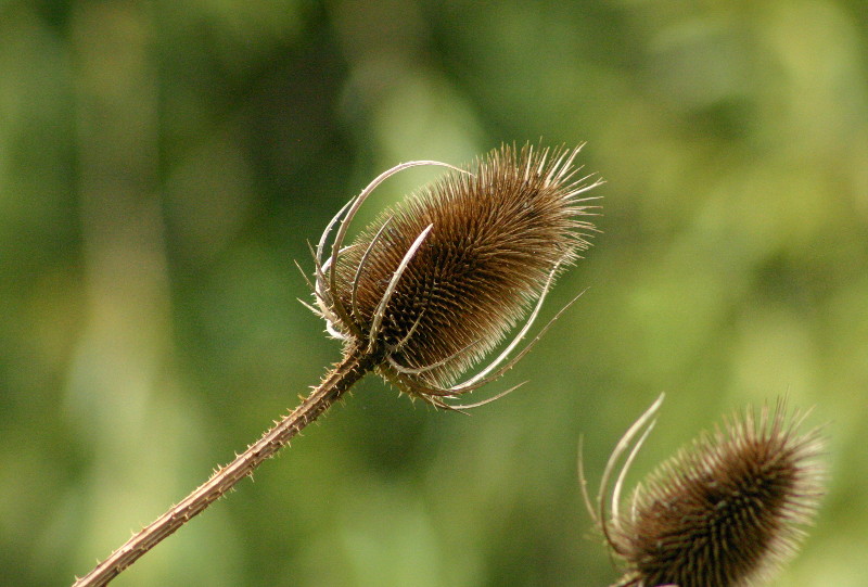 teasel