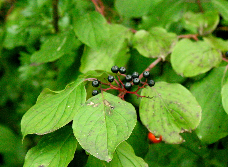 elder berries ?