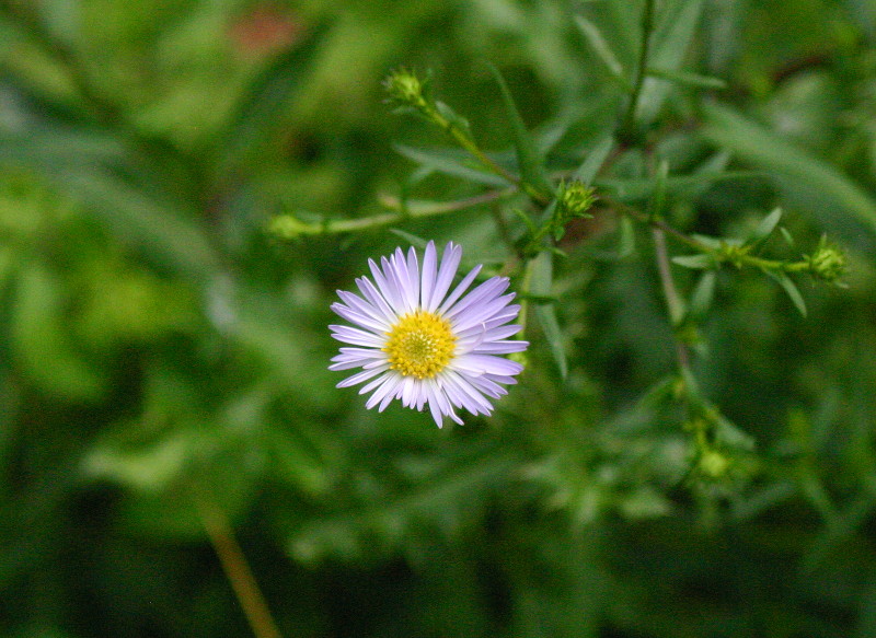 Michaelmas
                              daisy