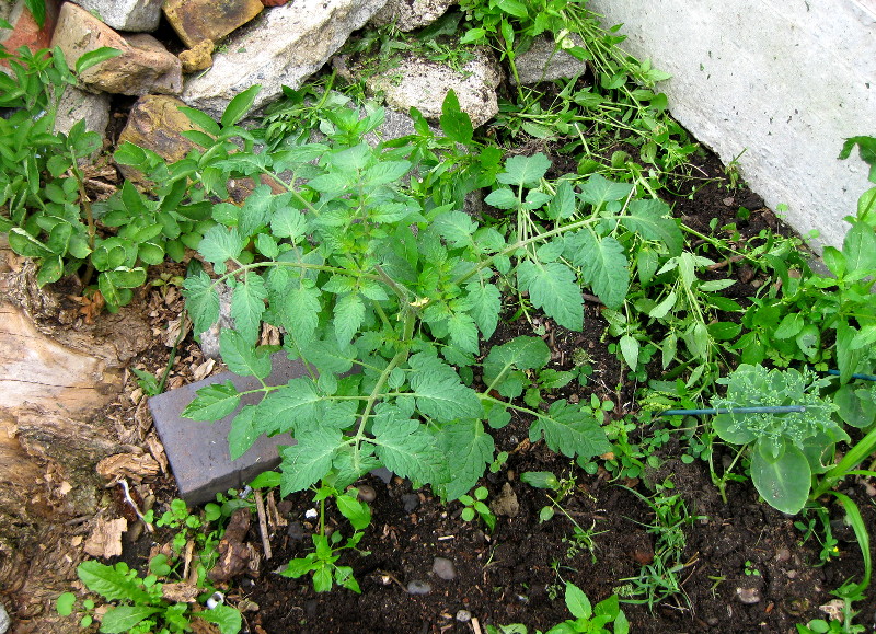 tomato plant
                              flowering
