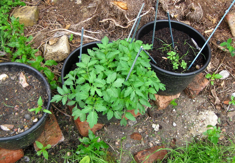 tomato plants in
                              pot