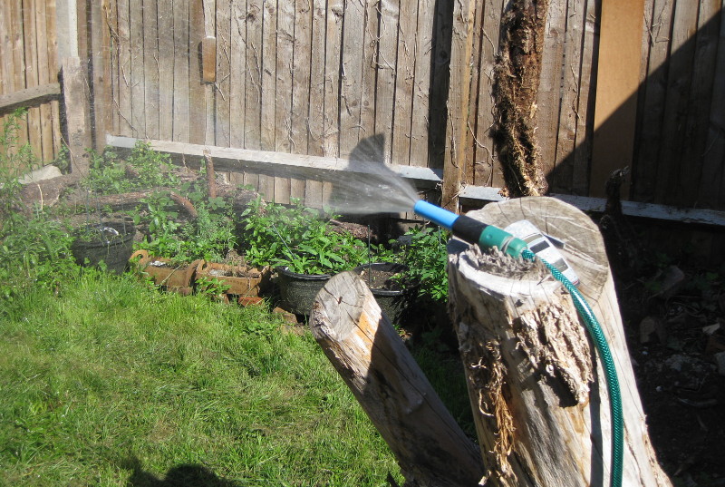 early morning
                              garden watering