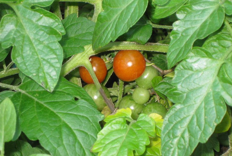 two ripe
                              tomatoes